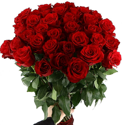 PURE RED ROSES