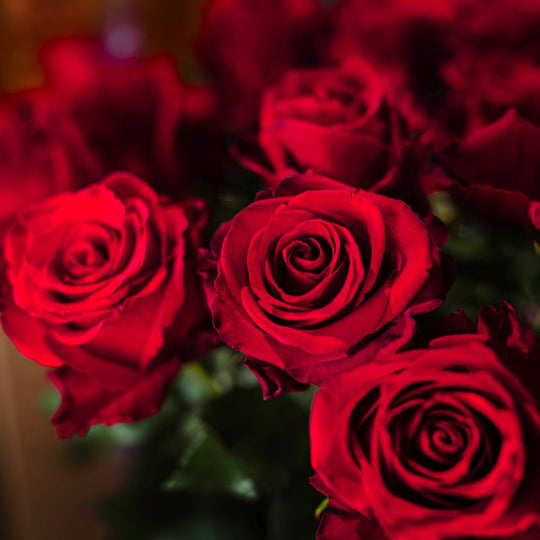 PURE RED ROSES